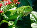 Cluiche Iguanas Fiáin ar líne