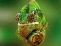 Cluiche Pu puzzle Chameleon ar líne