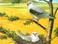 Cluiche Puzal Éan Faoiseach ar líne Cluiche Puzal Éan Faoiseach ar líne