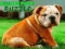 Cluiche Puiseog bulldog puppy ar líne
