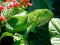 Cluiche Iguanas Fiáin ar líne