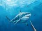 Cluiche Ag fiach spearfishing faoi uisce ar líne
