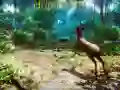 Cluiche Sealgair 3D ar lĂne Cluiche Sealgair 3D ar lĂne