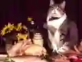 Cluiche Puzzlála Cat Funny ar líne