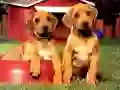 Cluiche Puiseanna Par na Pup ar líne Cluiche Puiseanna Par na Pup ar líne