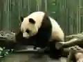 Cluiche Puistín Panda ar líne Cluiche Puistín Panda ar líne