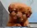 Cluiche Puza Puppy ar líne Cluiche Puza Puppy ar líne