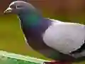 Cluiche Puizle Pónna ar líne Cluiche Puizle Pónna ar líne