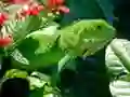 Cluiche Iguanas Fiáin ar líne Cluiche Iguanas Fiáin ar líne