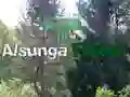 Cluiche Aisling go Foraois Alsunga ar lĂne Cluiche Aisling go Foraois Alsunga ar lĂne