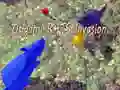 Cluiche Ionradh Rónna Origami ar líne Cluiche Ionradh Rónna Origami ar líne