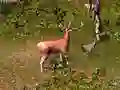 Cluiche Fiach Stag ar líne