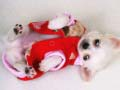 Cluiche Sleamhan Puppy Grámhar ar líne