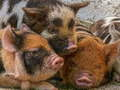 Cluiche Jigsaw Piglet Muc  ar líne