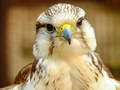 Cluiche Puzzla Gyrfalcon ar líne
